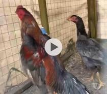 Coq thaïlandais