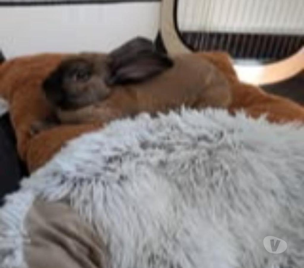 Don animaux Drôme Loriol sur Drome - 26270 - Photos Vivastreet Lapin ROOKY à l adoption