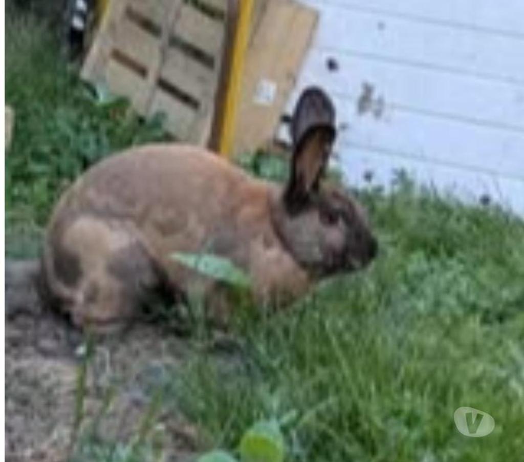 Don animaux Drôme Loriol sur Drome - 26270 - Photos Vivastreet Lapin ROOKY à l adoption