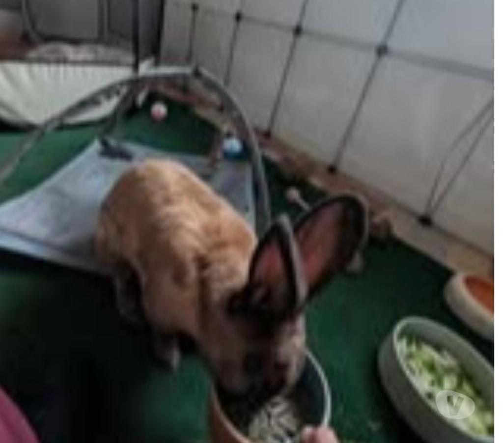 Don animaux Drôme Loriol sur Drome - 26270 - Photos Vivastreet Lapin ROOKY à l adoption