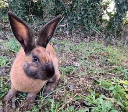 Adoption animaux Loriol sur Drome Drôme - Photos Vivastreet Lapin ROOKY à l adoption