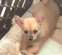 chihuahua àreserver