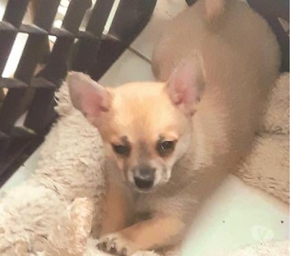 Vente animaux Manchecourt Loiret - Photos Vivastreet chihuahua àreserver