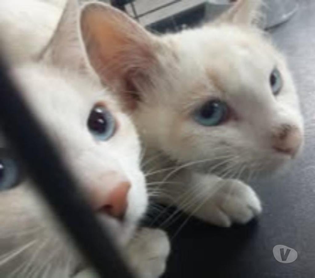 Don animaux Ardèche Guilherand Granges - 07500 - Photos Vivastreet Chat ISISetLADY à l adoption