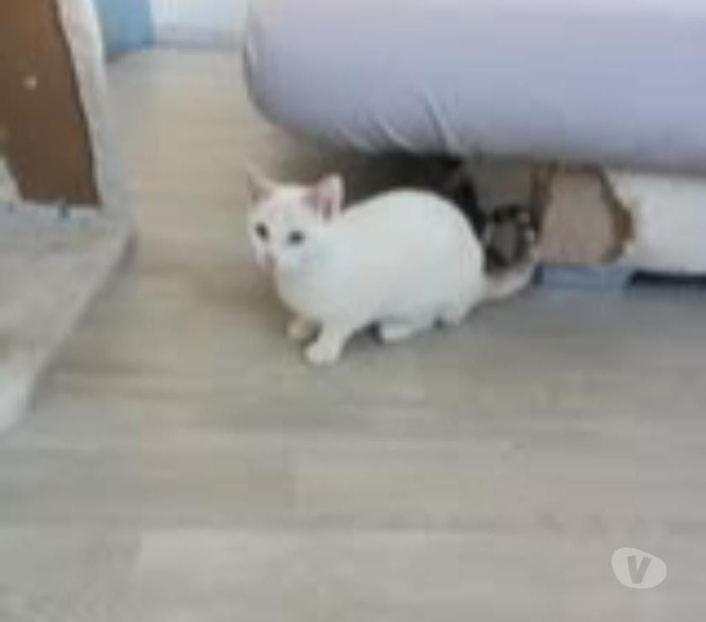 Don animaux Ardèche Guilherand Granges - 07500 - Photos Vivastreet Chat ISISetLADY à l adoption