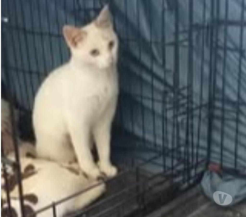 Don animaux Ardèche Guilherand Granges - 07500 - Photos Vivastreet Chat ISISetLADY à l adoption