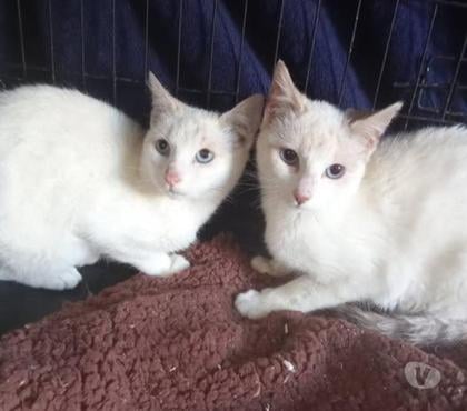 Adoption animaux Guilherand Granges Ardèche - Photos Vivastreet Chat ISISetLADY à l adoption