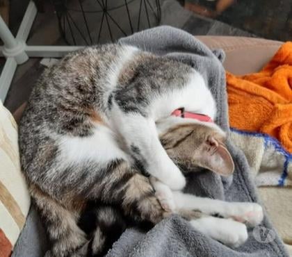 Don St Restitut Drôme - Photos Vivastreet Chat LOUISE à l adoption