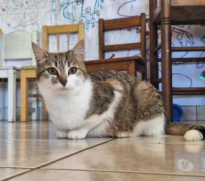 Don animaux Chirols Ardèche - Photos Vivastreet Chat FLOCON à l adoption