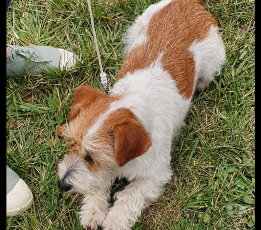 Animaux perdus Orne Vimoutiers - 61120 - Photos Vivastreet Recherche Sweeney jack poil dur