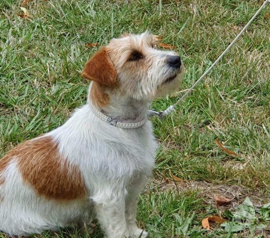 Animaux perdus Orne Vimoutiers - 61120 - Photos Vivastreet Recherche Sweeney jack poil dur