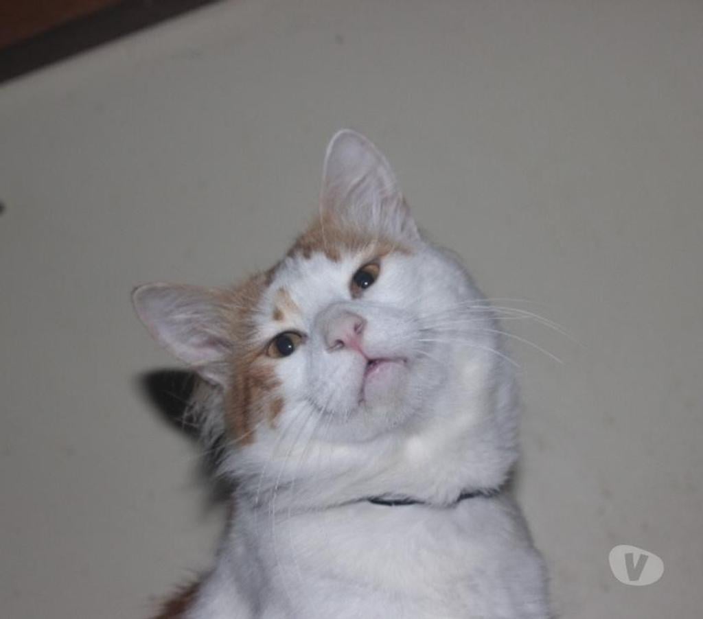 Vente Aube Troyes - 10000 - Photos Vivastreet Rares chatons turcs du lac de VAN