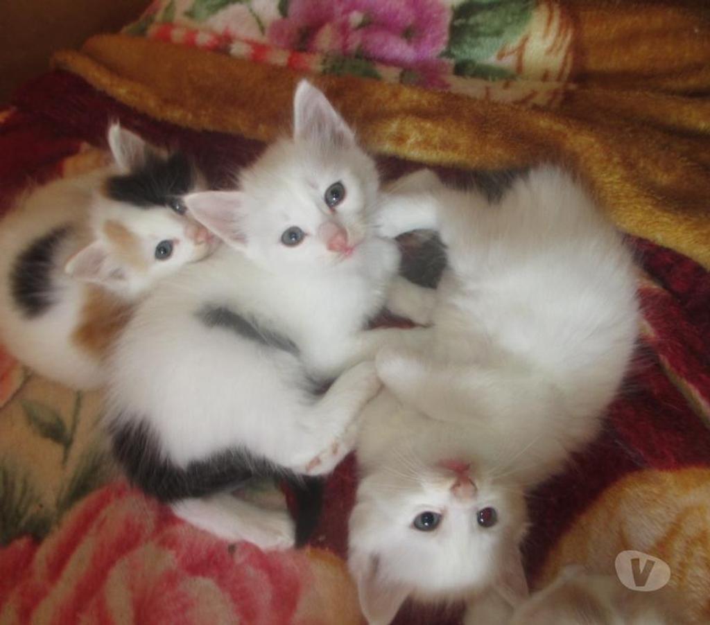 Vente Aube Troyes - 10000 - Photos Vivastreet Rares chatons turcs du lac de VAN