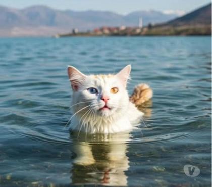 Vente animaux Troyes Aube - Photos Vivastreet Rares chatons turcs du lac de VAN