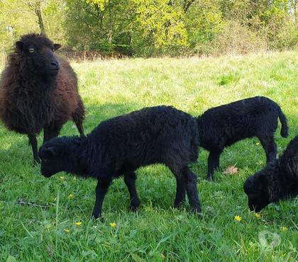 Vente animaux Brou Eure-et-Loir - Photos Vivastreet Moutons Ouessants