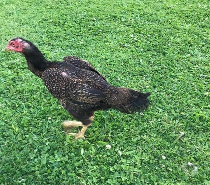 Vente animaux Brive la Gaillarde Corrèze - Photos Vivastreet Poule turc 11 mois