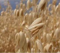 blé, paille ; foin