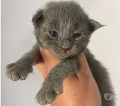 Vente animaux St Gilles Gard - Photos Vivastreet Chatons Maine coon mâles et femelle LOOF