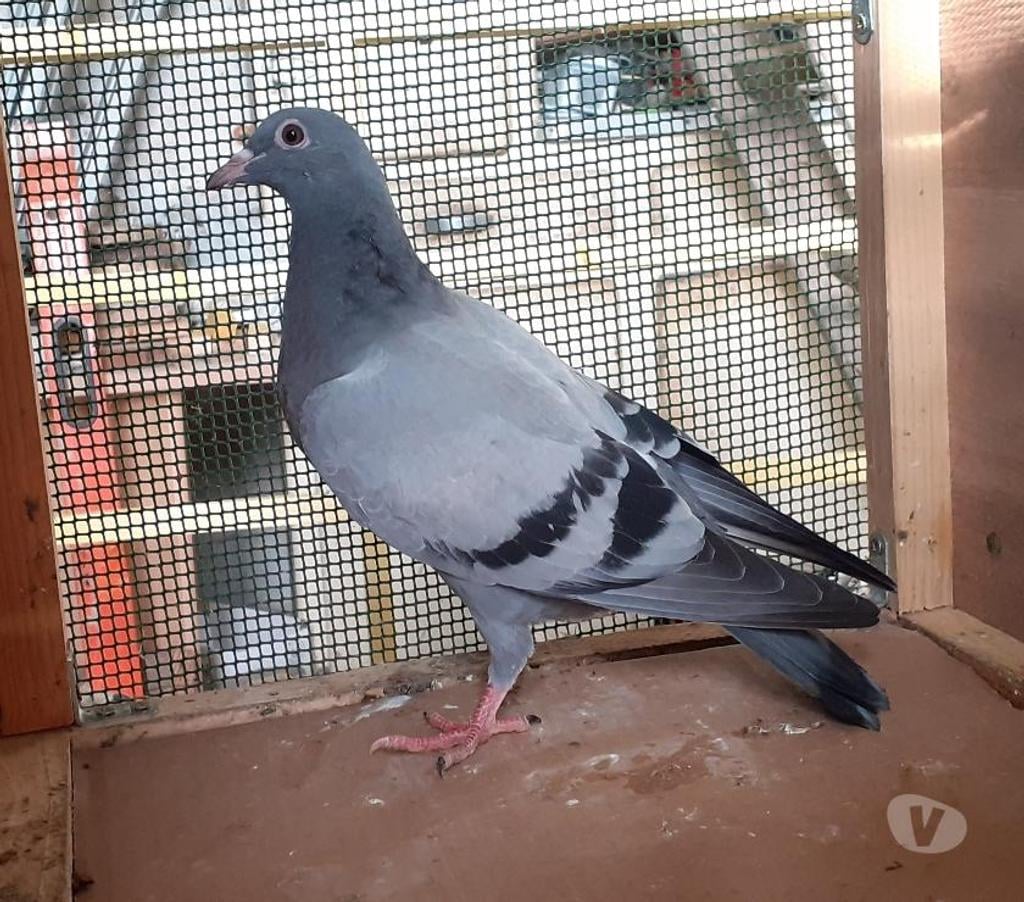 Vente Gironde Begles - 33130 - Photos Vivastreet JEUNES PIGEONS BLEUS