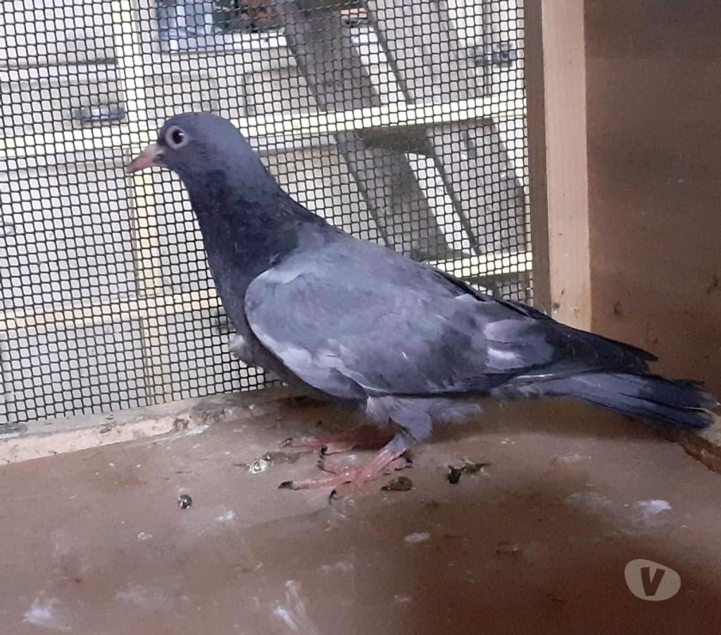 Vente Gironde Begles - 33130 - Photos Vivastreet JEUNES PIGEONS BLEUS