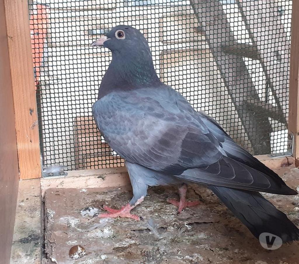 Vente Gironde Begles - 33130 - Photos Vivastreet JEUNES PIGEONS BLEUS