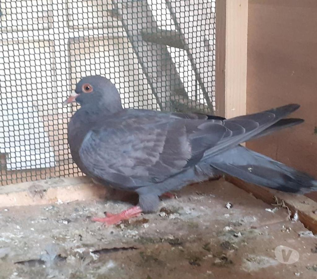 Vente Gironde Begles - 33130 - Photos Vivastreet JEUNES PIGEONS BLEUS