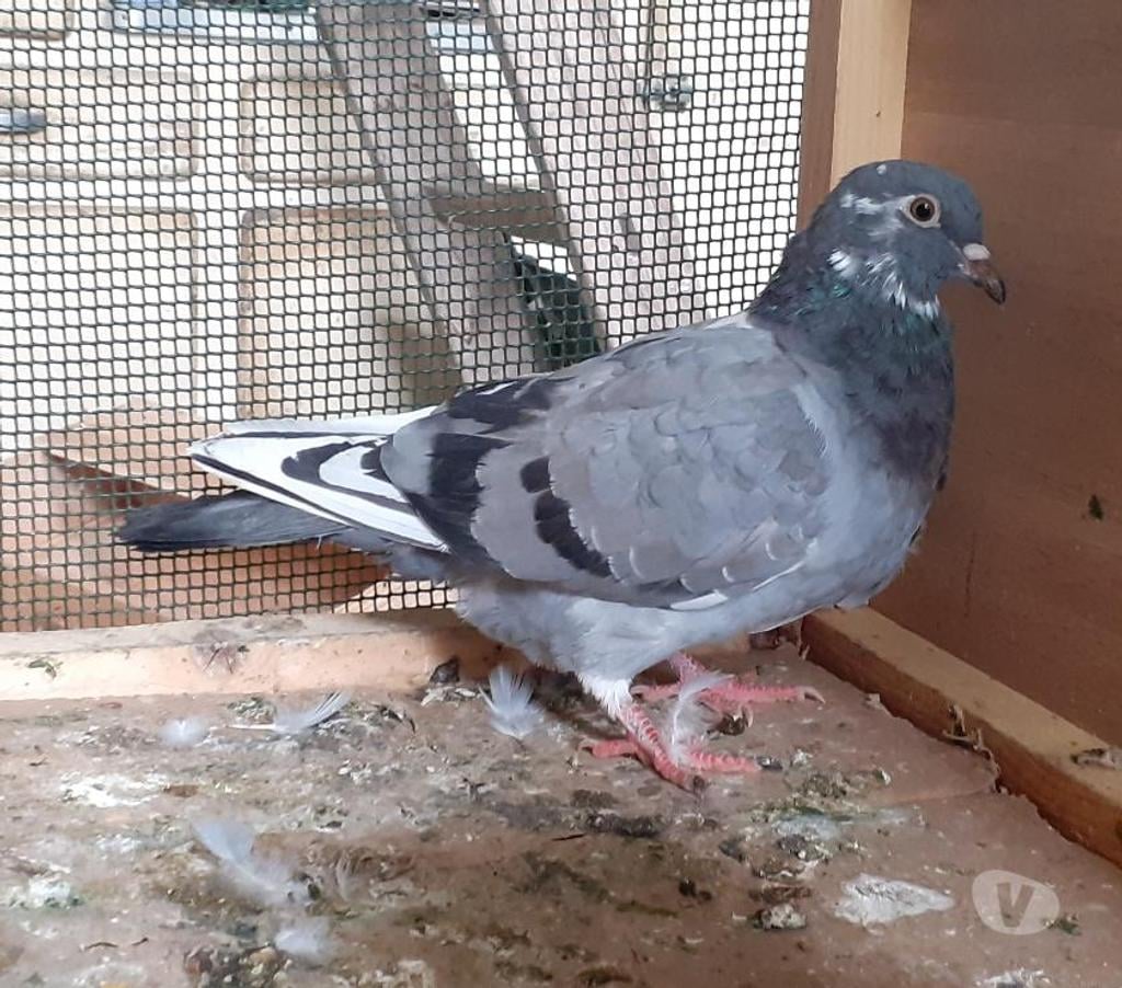 Vente Gironde Begles - 33130 - Photos Vivastreet JEUNES PIGEONS BLEUS