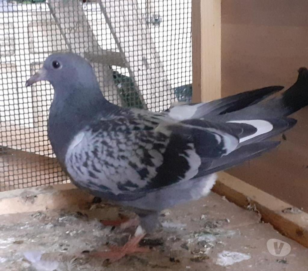 Vente Gironde Begles - 33130 - Photos Vivastreet JEUNES PIGEONS BLEUS