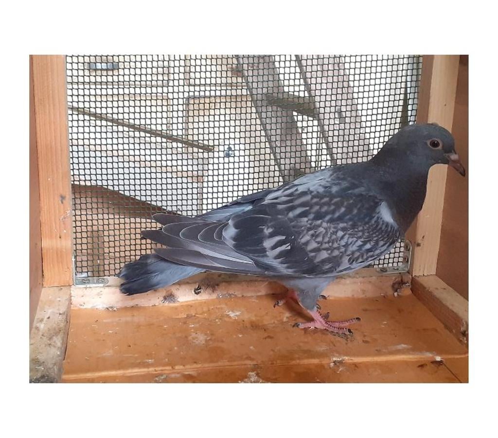 Vente Gironde Begles - 33130 - Photos Vivastreet JEUNES PIGEONS BLEUS
