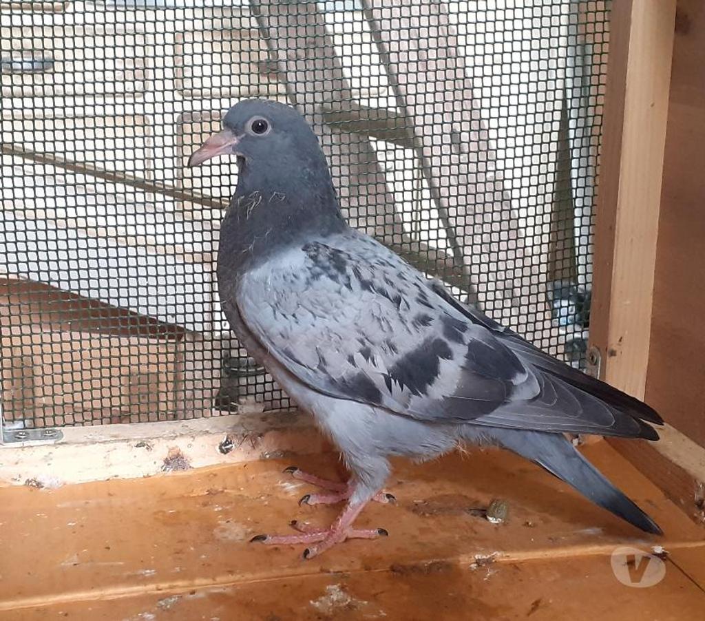 Vente Gironde Begles - 33130 - Photos Vivastreet JEUNES PIGEONS BLEUS