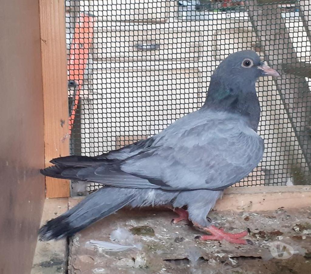 Vente Gironde Begles - 33130 - Photos Vivastreet JEUNES PIGEONS BLEUS