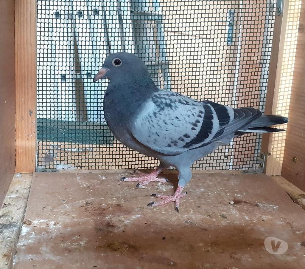 Vente Gironde Begles - 33130 - Photos Vivastreet JEUNES PIGEONS BLEUS
