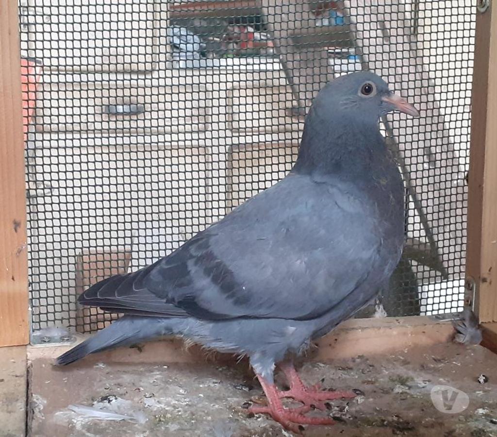 Vente Gironde Begles - 33130 - Photos Vivastreet JEUNES PIGEONS BLEUS