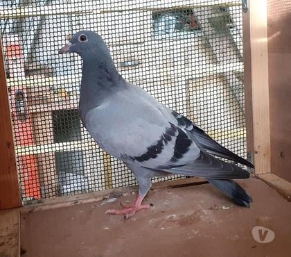 Vente animaux Begles Gironde - Photos Vivastreet JEUNES PIGEONS BLEUS