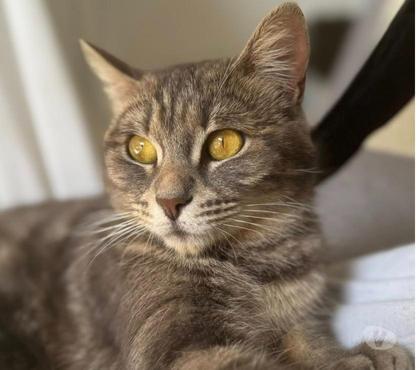 Don animaux Montelimar Drôme - Photos Vivastreet Chat KALI à l adoption