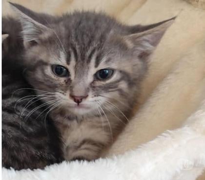 Adoption animaux St Restitut Drôme - Photos Vivastreet Chat CALLUM à la réservation