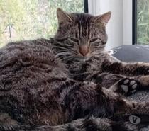 Chat SANTOS à l adoption