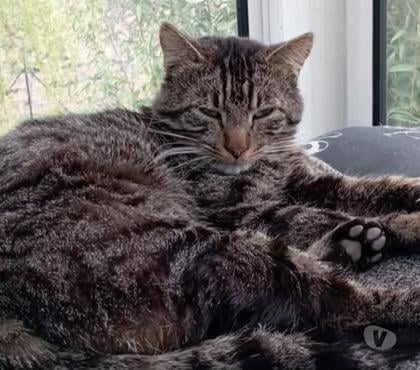 Adoption animaux St Maximin la Ste Baume Var - Photos Vivastreet Chat SANTOS à l adoption