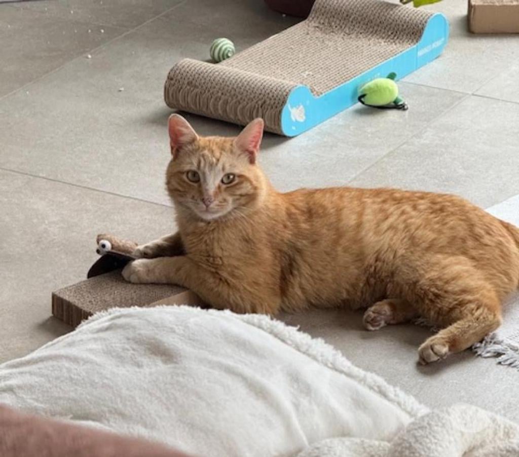 Don animaux Rhône Lyon - Photos Vivastreet OASIS, chat adorable