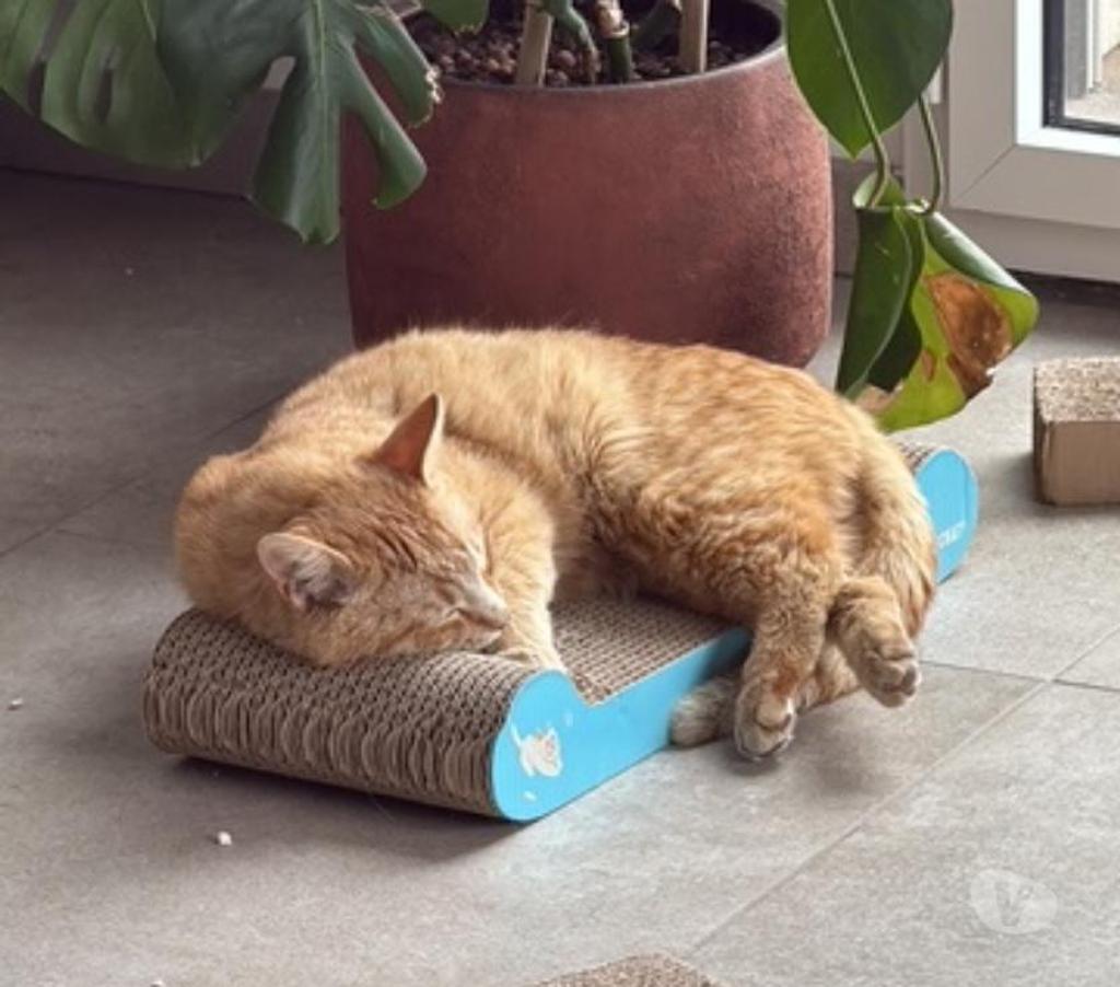 Don animaux Rhône Lyon - Photos Vivastreet OASIS, chat adorable