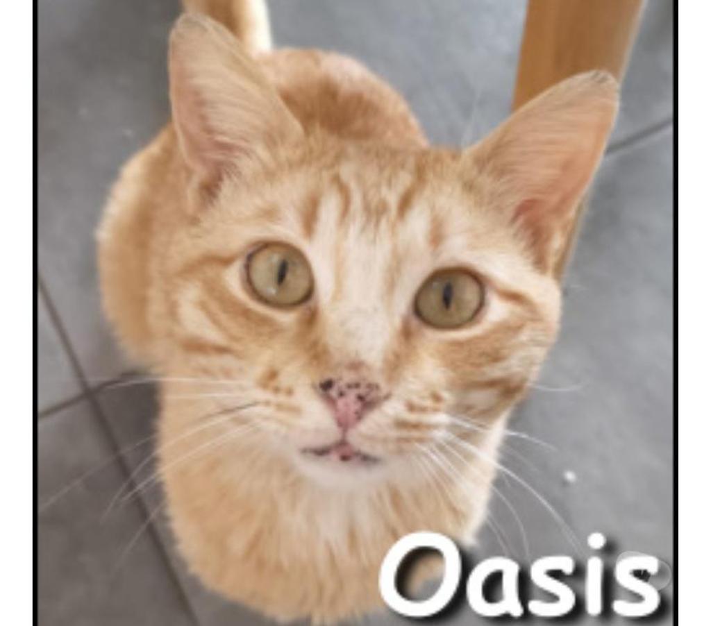 Don animaux Rhône Lyon - Photos Vivastreet OASIS, chat adorable