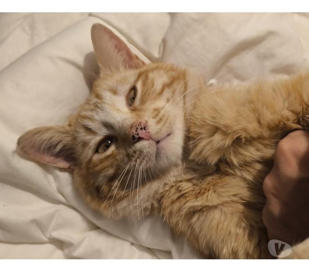 Don animaux Rhône Lyon - Photos Vivastreet OASIS, chat adorable