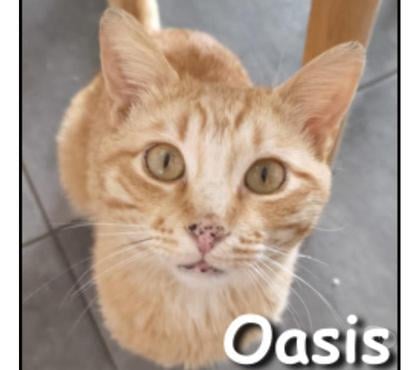 Don animaux Lyon Lyon - Photos Vivastreet OASIS, chat adorable