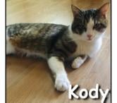 KODY, chat adorable et câlin