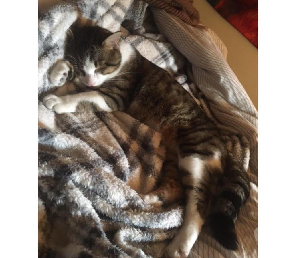 Don animaux Rhône Lyon - Photos Vivastreet KODY, chat adorable et câlin