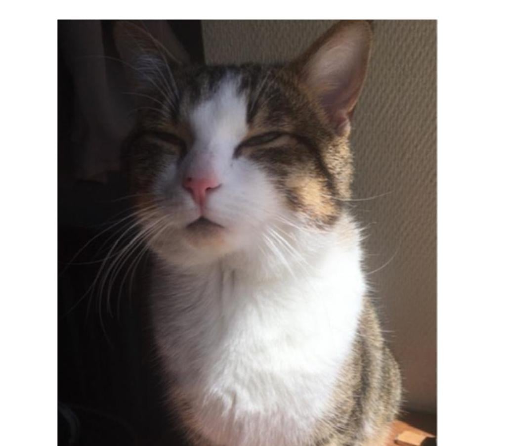 Don animaux Rhône Lyon - Photos Vivastreet KODY, chat adorable et câlin