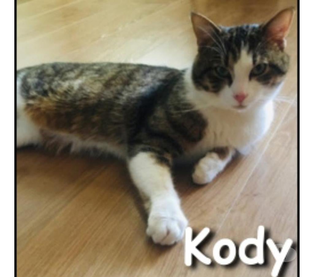 Don animaux Rhône Lyon - Photos Vivastreet KODY, chat adorable et câlin