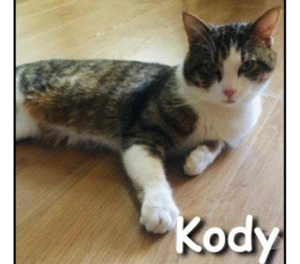 Adoption animaux Lyon Lyon - Photos Vivastreet KODY, chat adorable et câlin