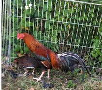 Vend coQ et poule de très bonne race