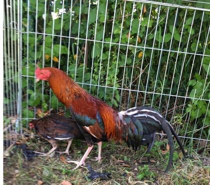 Vente animaux Auzielle Haute-Garonne - Photos Vivastreet Vend coQ et poule de très bonne race
